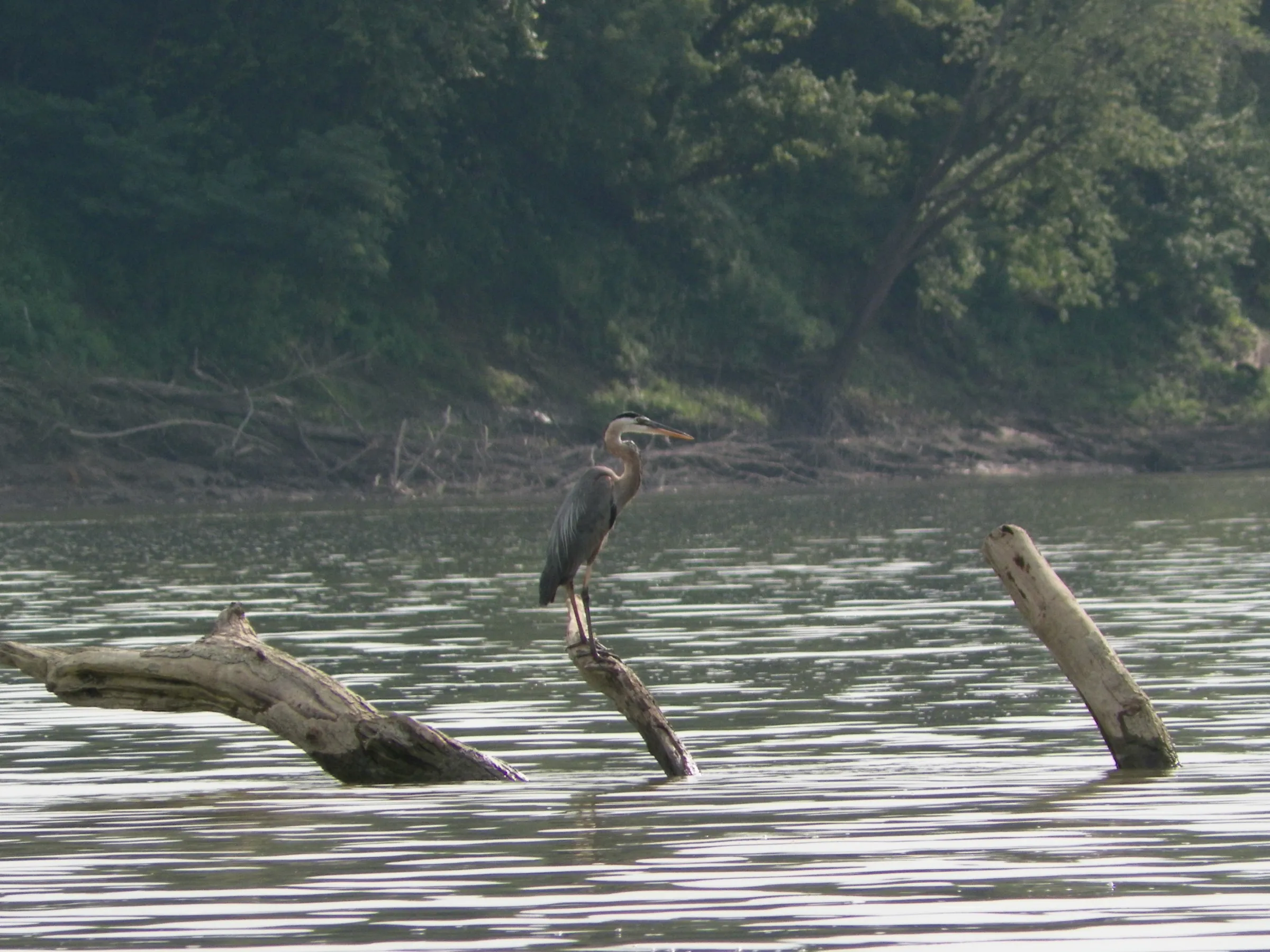 a bird perched on top of a body of water