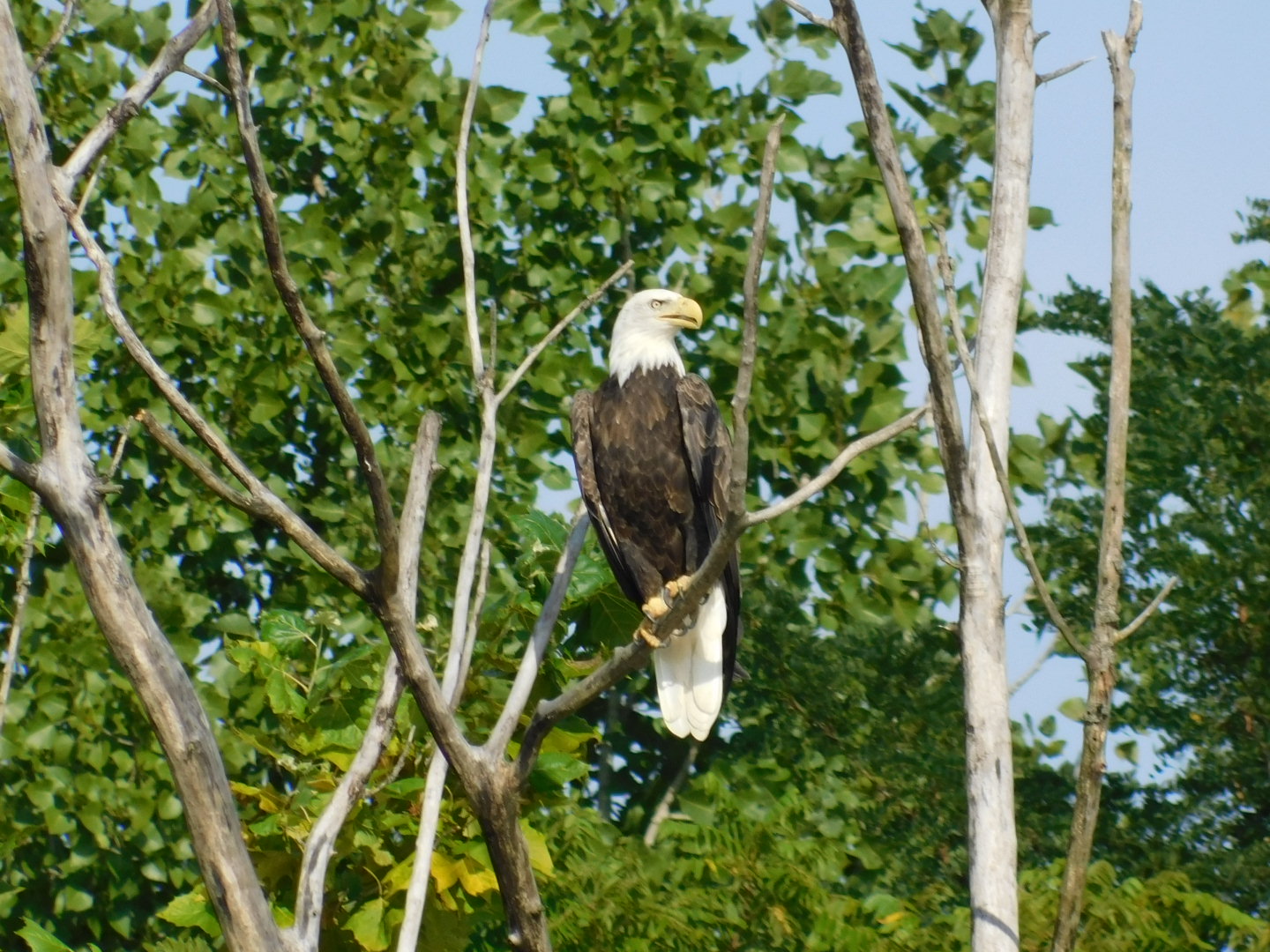 ohio boat tours